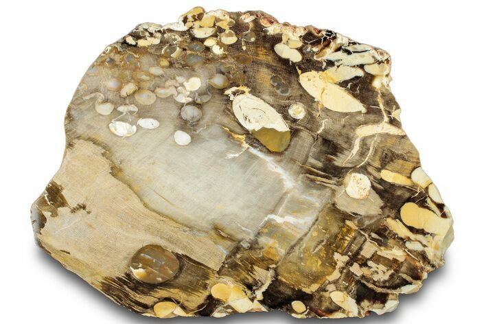 Gorgeous Petrified Peanut Wood Slab - Australia #314293